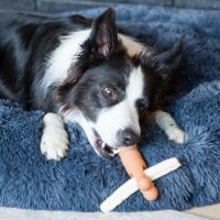 What to Look For in a Bully Stick Holder for Your Dog