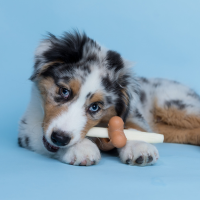 Why Collagen Chews are the Ultimate Dog Treat